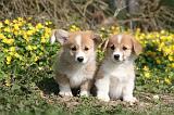 CORGI PEMBROKE 1174